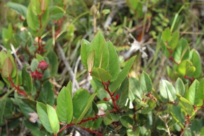 Gaultheria rigida, photographed by Andrés Ramírez-Barrera