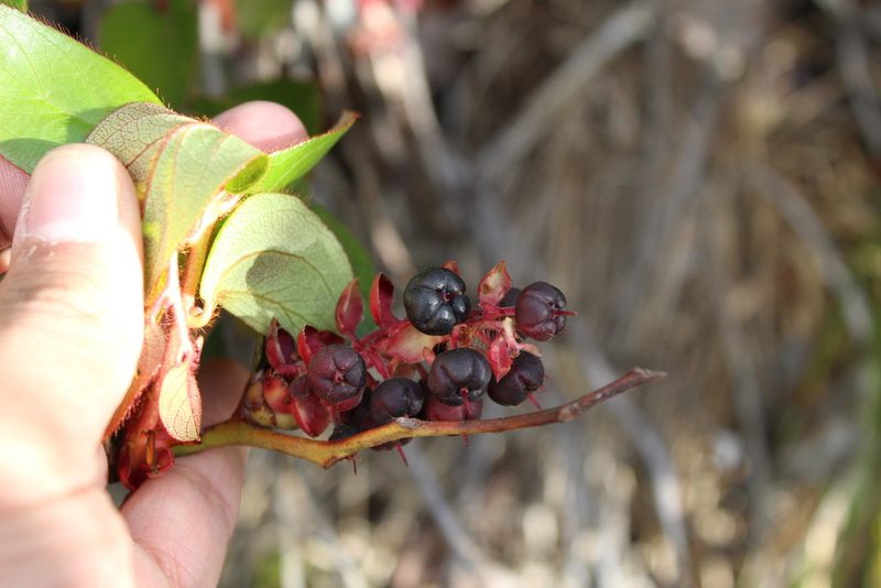 Gaultheria rigida, photographed by Andrés Ramírez-Barrera