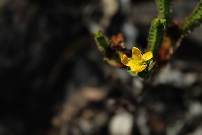 Hypericum mexicanum, photographed by Andrés Ramírez-Barrera