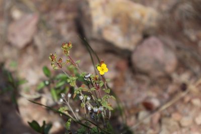 Chaetolepis microphylla, photographed by Andrés Ramírez-Barrera