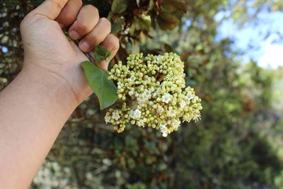 Viburnum triphyllum, photographed by Andrés Ramírez-Barrera