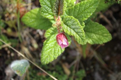 Rubus acanthophyllos, photographed by Andrés Ramírez-Barrera