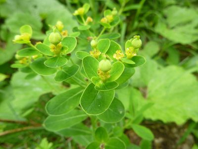 Euphorbia austriaca, photographed by Gabriel Mayrhofer
