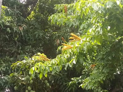 Ceiba samauma, photographed by Alfredo F. Fuentes Claros