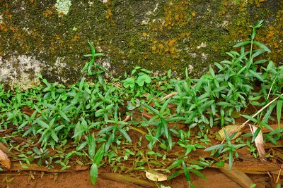 Sphagneticola calendulacea, photographed by 國立臺灣博物館