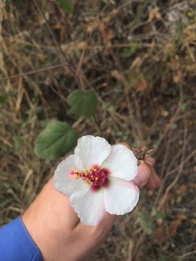 Pavonia oxyphylla, photographed by Fredy