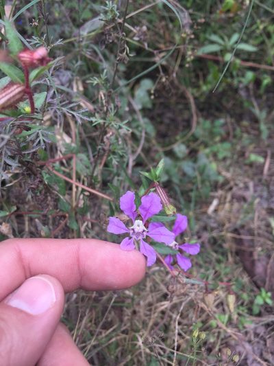 Cuphea procumbens, photographed by Fredy