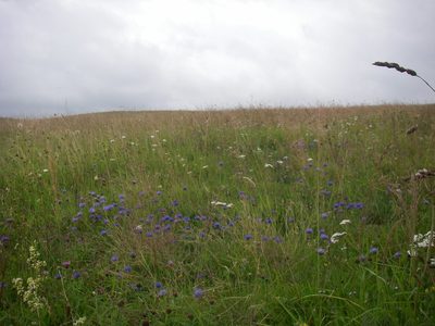 Jasione laevis, photographed by purperlibel