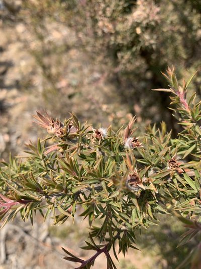 Leptospermum arachnoides, photographed by Guy Taseski