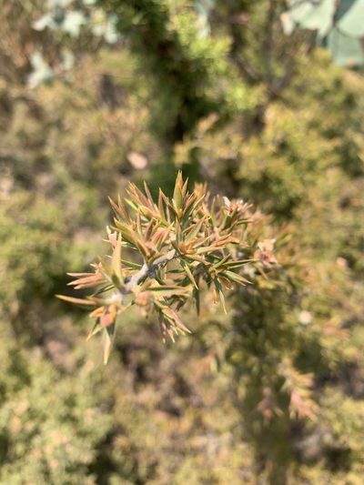 Leptospermum arachnoides, photographed by Guy Taseski