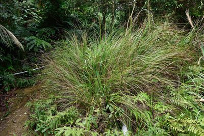 Gahnia tristis, photographed by 國立臺灣博物館