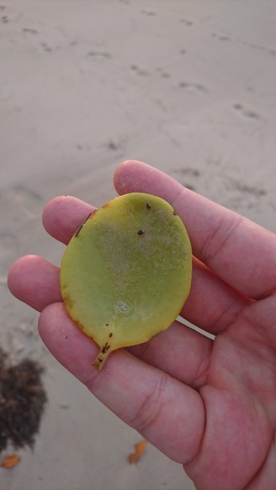 Amyema mackayensis, photographed by Tim