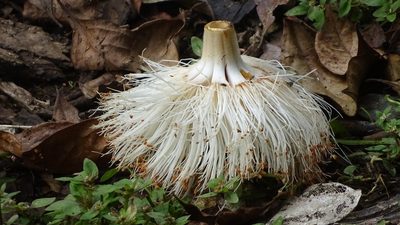 Pseudobombax septenatum, photographed by Andra Waagmeester
