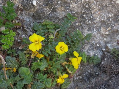 Morisia monanthos, photographed by Yves Bas