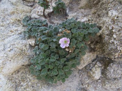 Erodium corsicum, photographed by Yves Bas