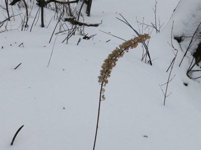 Actaea simplex, photographed by Repina Tatyana