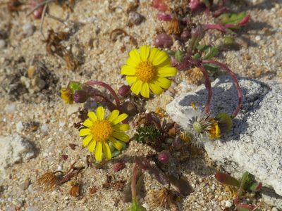 Senecio transiens, photographed by Yves Bas
