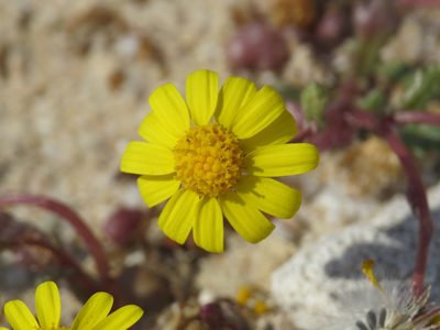 Senecio transiens, photographed by Yves Bas