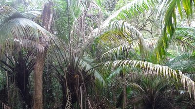 Elaeis oleifera, photographed by Andra Waagmeester