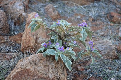Solanum quadriloculatum, photographed by Jess Miller-Camp