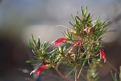 Eremophila latrobei, photographed by Jess Miller-Camp