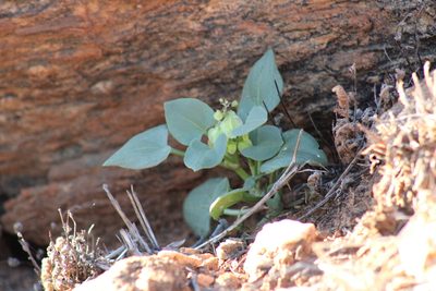 Rumex vesicarius, photographed by Jess Miller-Camp
