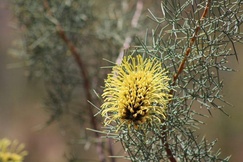 Hakea divaricata, photographed by Jess Miller-Camp