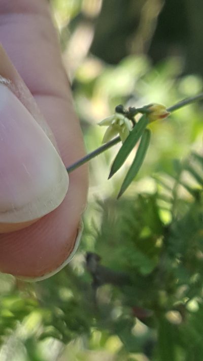 Metastelma lanceolatum, photographed by Leonardo O. Alvarado Cárdenas