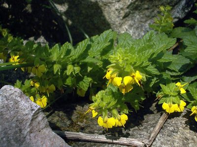 Rhynchocorys elephas, photographed by Dmitriy Bochkov