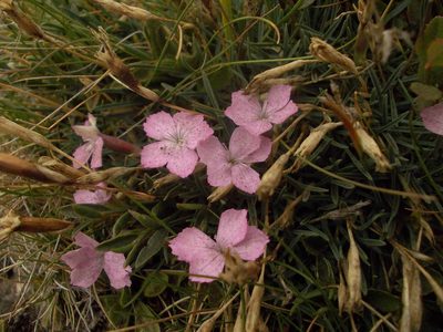 Dianthus microlepis, photographed by Dmitriy Bochkov