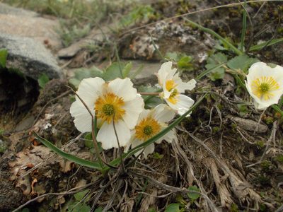 Ranunculus crenatus, photographed by Dmitriy Bochkov