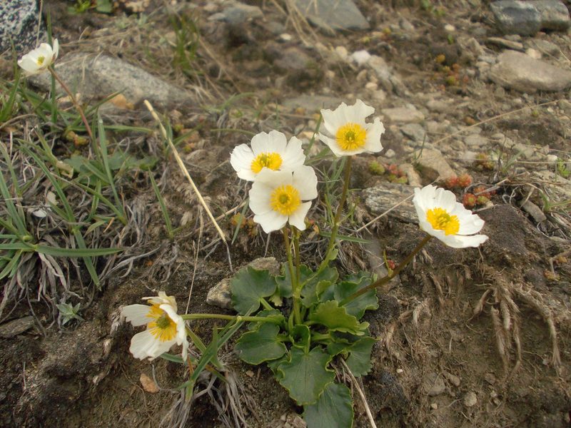 Ranunculus crenatus, photographed by Dmitriy Bochkov