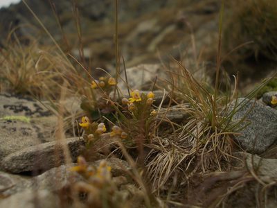 Euphrasia minima, photographed by Dmitriy Bochkov