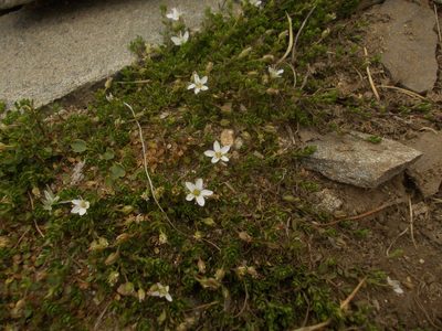 Arenaria biflora, photographed by Dmitriy Bochkov