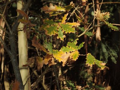 Quercus orocantabrica, photographed by Duarte Frade