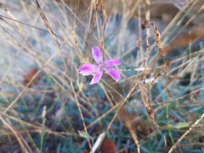 Dianthus lusitanus, photographed by Rafael Medina