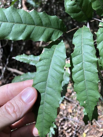 Cupaniopsis serrata, photographed by Greg Tasney