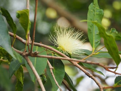Syzygium jambos, photographed by 葉子