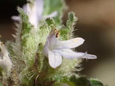 Ajuga nipponensis, photographed by 葉子