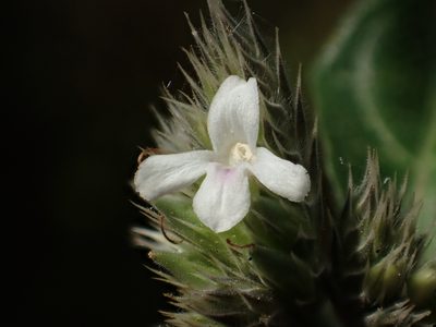 Lepidagathis formosensis, photographed by 葉子