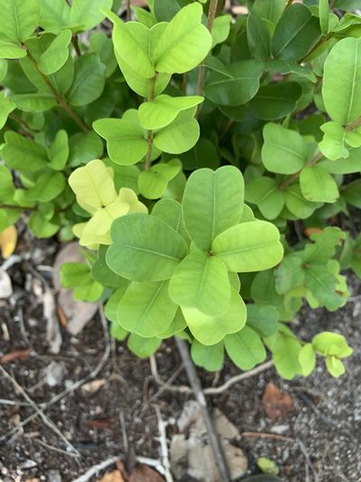 Reynosia septentrionalis, photographed by Brandon Corder