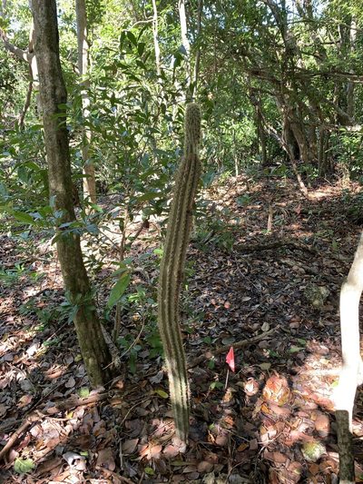 Pilosocereus robinii, photographed by Brandon Corder