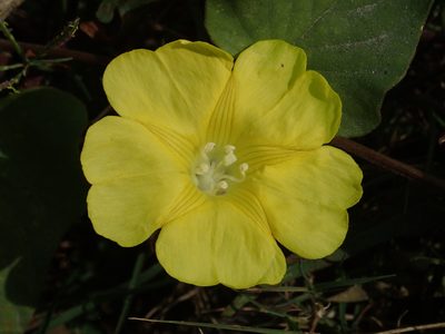 Merremia gemella, photographed by 葉子