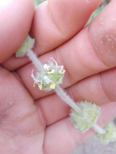 Sideritis hirsuta, photographed by Gabriel Mayrhofer