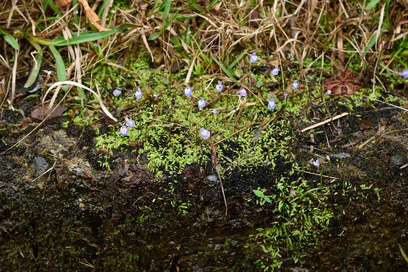 Utricularia graminifolia, photographed by 國立臺灣博物館