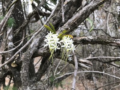 Mystacidium capense, photographed by Andrew Gillespie