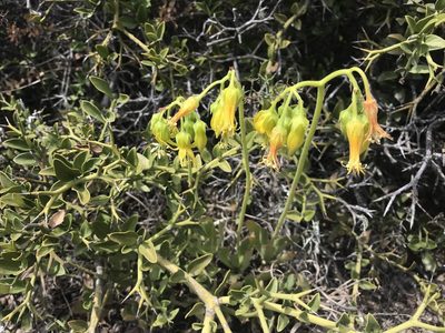 Cotyledon campanulata, photographed by Andrew Gillespie