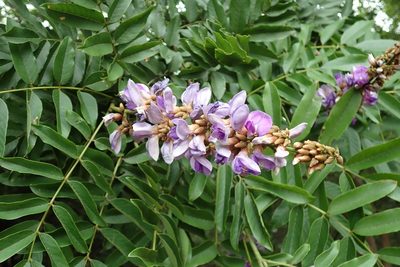 Millettia grandis, photographed by Robert Taylor