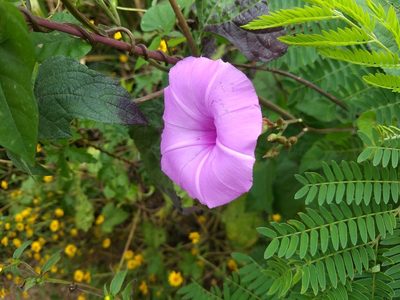 Ipomoea splendor-sylvae, photographed by Juan Cruzado Cortés