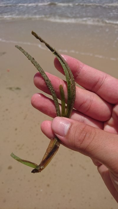Zostera capricorni, photographed by Tim